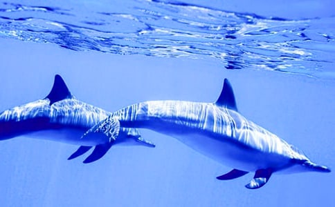 描寫(xiě)海豚動(dòng)作的句子