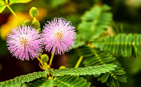 含羞草作文【熱門(mén)】