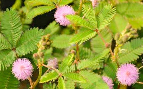 ���߲ݵ��������ģ�ͨ��35ƪ��