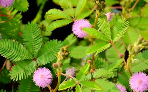 ���߲ݵ�����