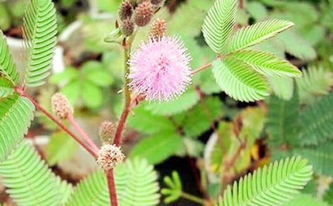 ���߲�С�W(xu��)������ƪ