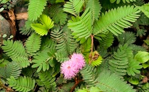 �ɐ�(��i)�ĺ��߲�����15ƪ