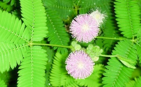 �����߲ݵ�����800�֣�ͨ��26ƪ��