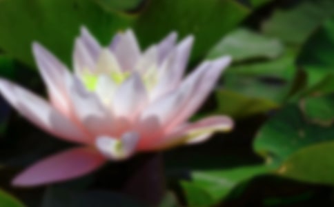 2023年有關(guān)形容荷花的句子29句