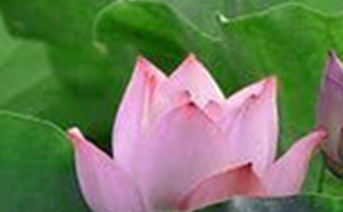 ����ϲ�g�ĺɻ�����