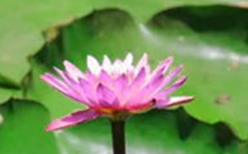 ���ɻ�������(y��u)�|(zh��)�n�̰���ͨ��13ƪ��