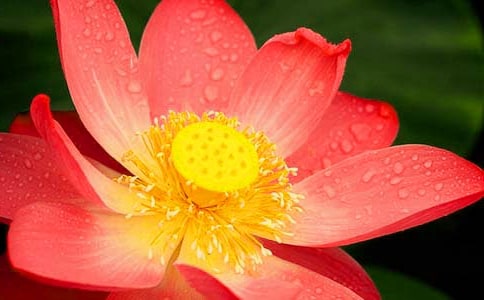 精選形容荷花的句子43條