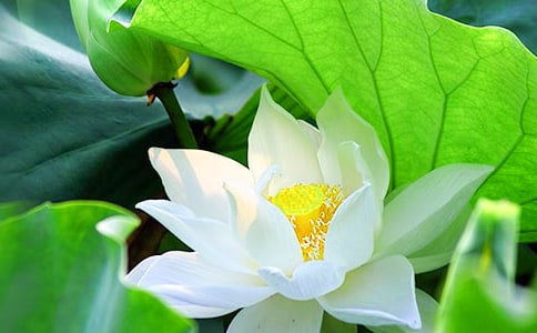 �茑�ɻ�����