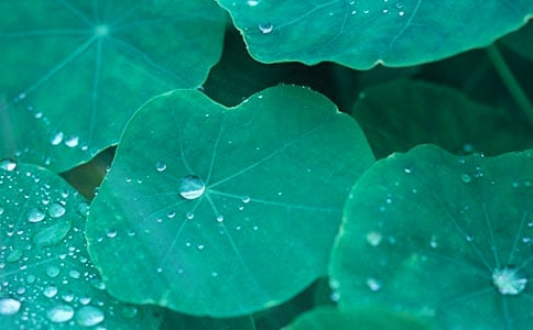 新課程《荷葉圓圓》教學設計(通用10篇)