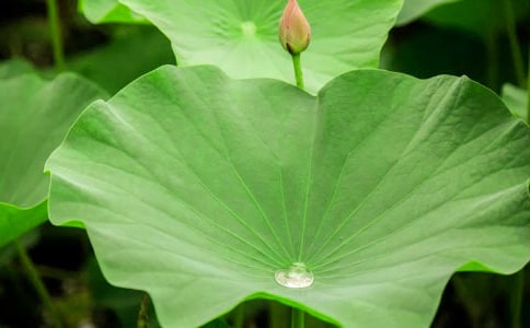 荷葉的秘密作文