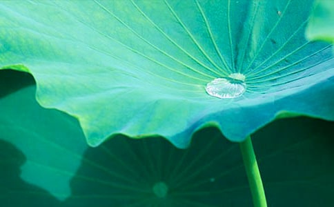 《荷葉圓圓》 第二課時教學(xué)設(shè)計(jì)