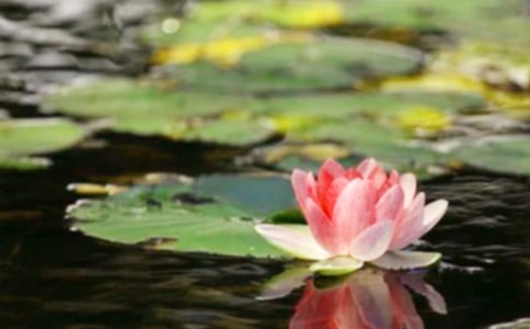 一國(guó)兩制:和平解決國(guó)際爭(zhēng)端的新模式