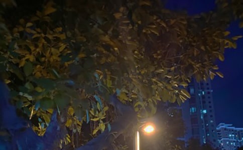 ����Ʒ����ҹ������15ƪ