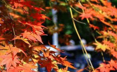 �t�~���� 