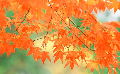 山行——紅葉詩(shī)的姐妹篇