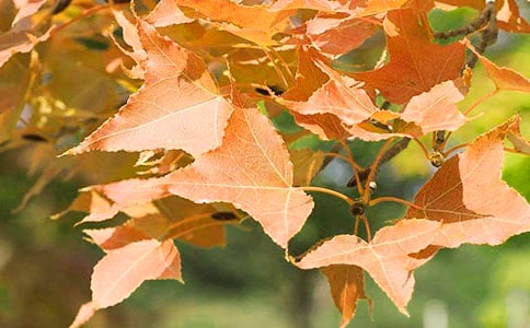 ����ļt�~С�W(xu��)�����ģ����x30ƪ��