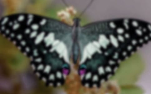 ���x׽���������ĺϼ���ƪ