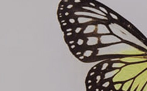 中班美術(shù)教案《蝴蝶》匯編(6篇)