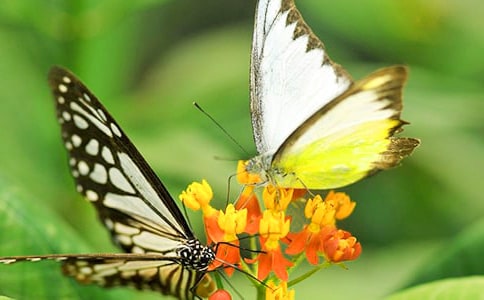 ��Ȼ�����(c��)�̰�1�������������(l��i)