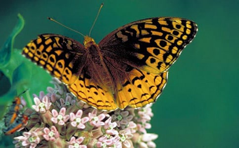 蝴蝶的作文【推薦】