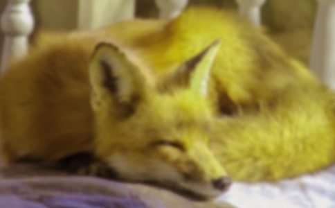 《狐貍和烏鴉》的教學(xué)設(shè)計