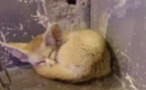 《狐貍和烏鴉》教案