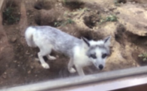 《狐貍和烏鴉》教學(xué)設(shè)計(jì)及總評(píng)