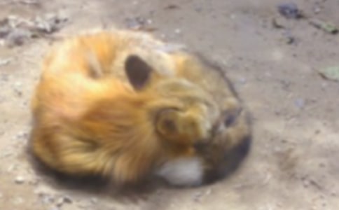 《狐貍和烏鴉》優(yōu)秀教案