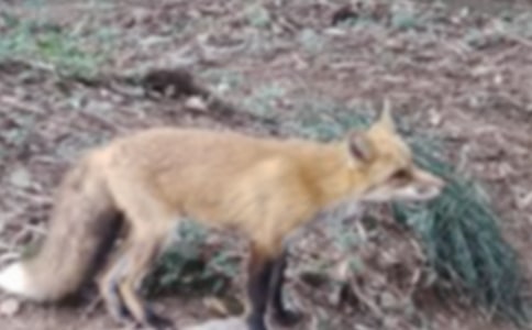 【實(shí)用】烏鴉和狐貍作文匯編7篇