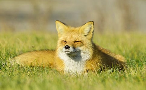 土堆上的小狐貍作文