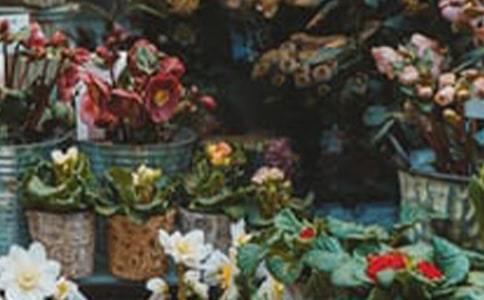 花店的創(chuàng)業(yè)計劃書