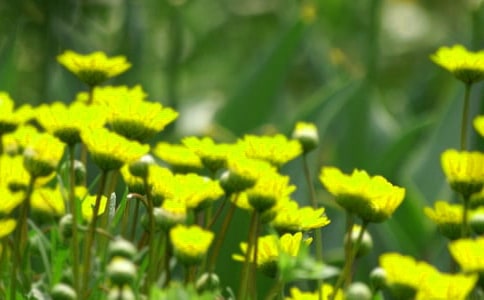 美麗的花朵大班美術(shù)教案