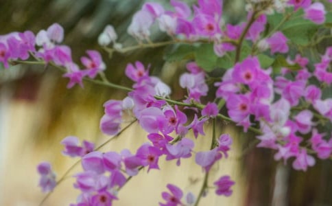 ������Ļ��佛(j��ng)�����L(f��ng)�����