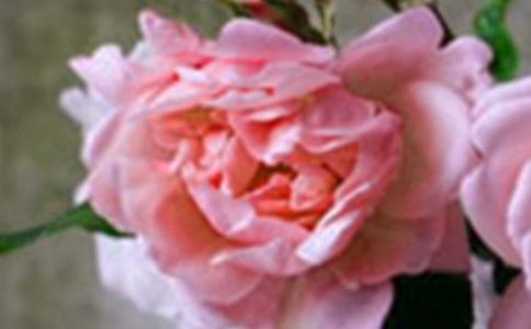 �ӏ�(qi��ng)�����������B(y��ng)��ϣ��������