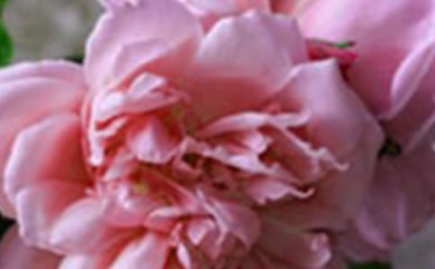 ������g(sh��)�̰�΢Ц�Ļ���