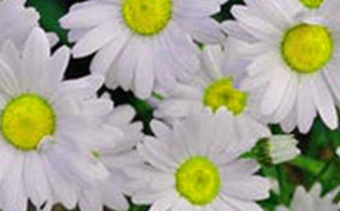 ���ݻ���ľ���29�l