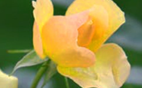 2023年形容花朵的句子30句