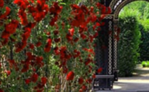 美麗的花園小學(xué)生作文