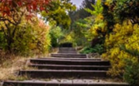 關于花園的作文