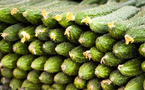 黃瓜的自述作文