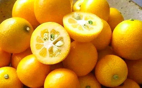 寫金桔樹的優(yōu)秀作文(通用6篇)