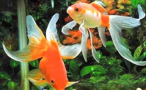 �P(gu��n)�ڽ��~����