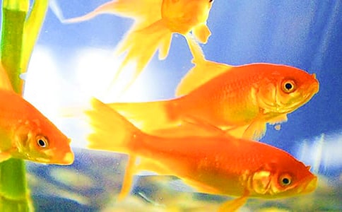 �׽�С�����g(sh��)�̰�-С���~��β��