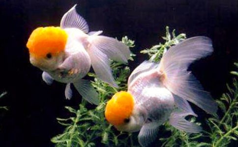 ����(j��ng)�䣩���~��(y��u)������15ƪ