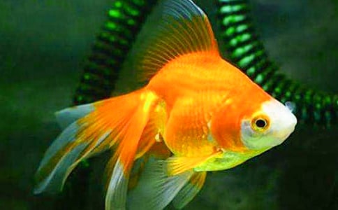 (熱門(mén))養(yǎng)金魚(yú)作文15篇