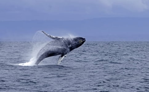 �L�~����������(9ƪ)