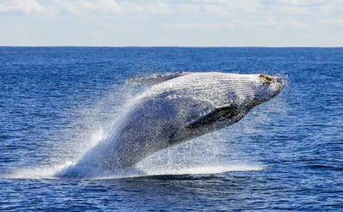 大班美術(shù)鯨魚(yú)教案