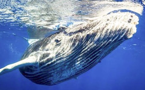 鯨魚的自述作文