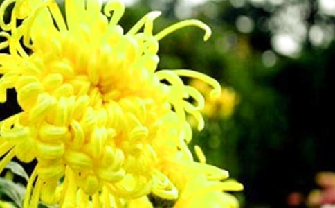 小學(xué)生菊花作文8篇