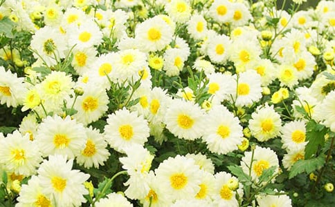 菊花小學(xué)生作文(15篇)